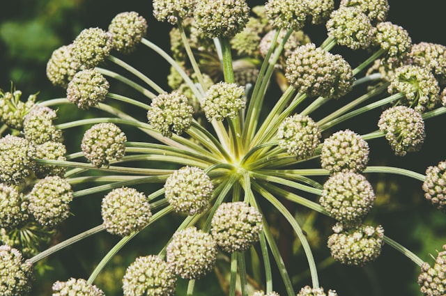 Angelica
