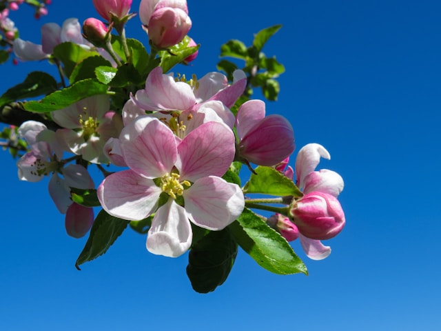 Apple Blossom